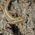 Fan-throated Lizard (Sitana ponticeriana)